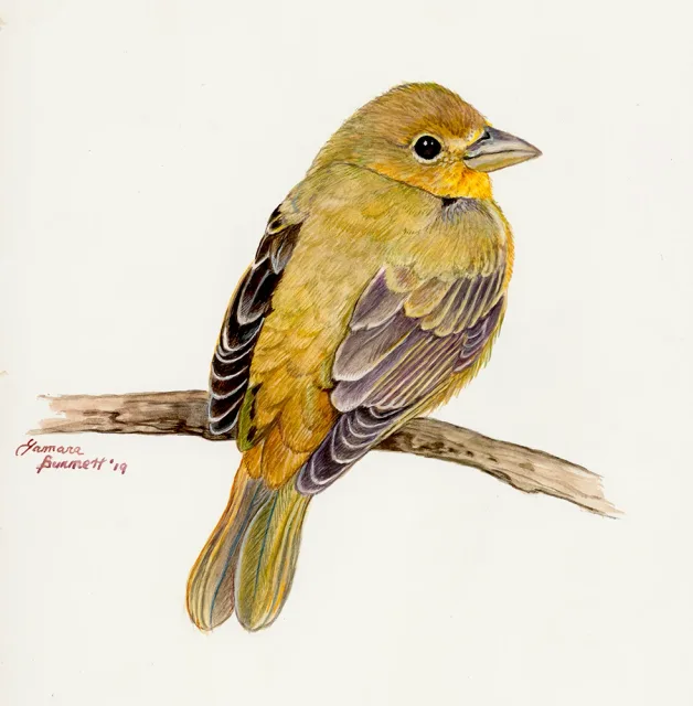 Summer Tanager female, artwork by Tamara E Burnett